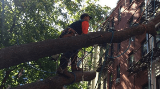 Tree Service NYC
