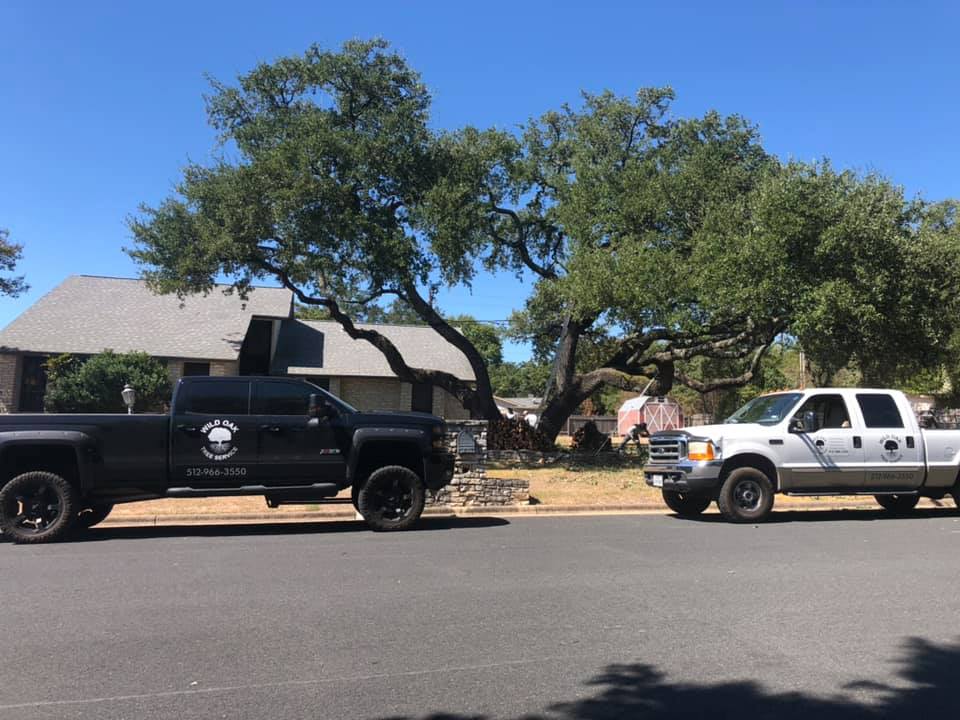 tree cutting services San Antonio TX