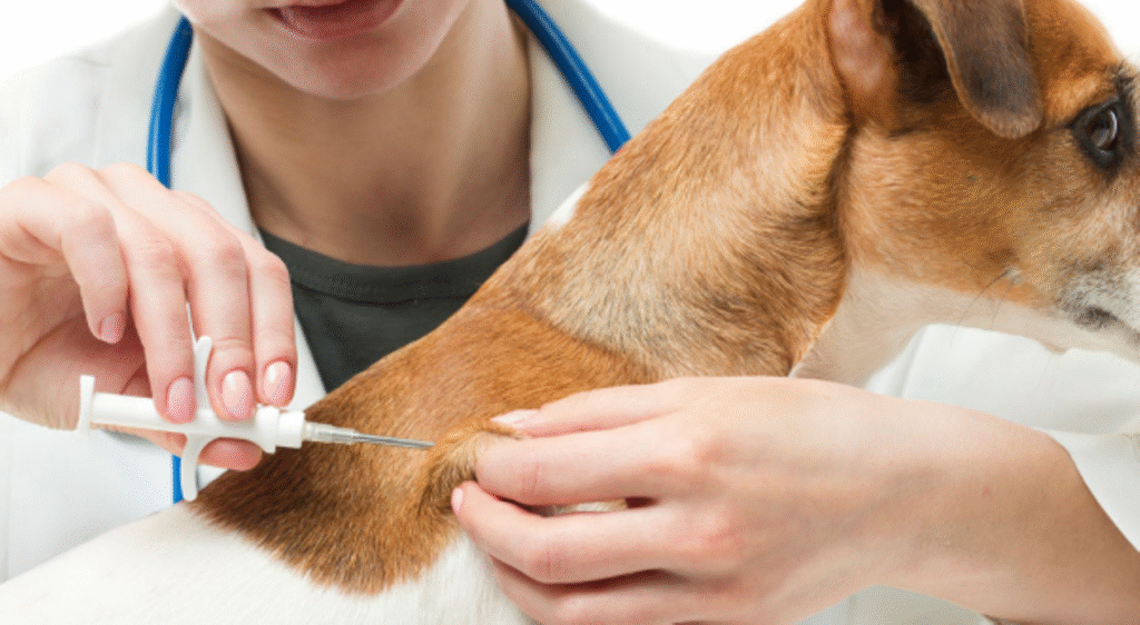 animal vaccinations